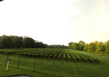 Vineyard Tour & Tasting, 8/1/24 5:30pm